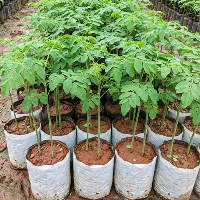 Moringa Tree Live Plant – 6+ Inches Tall Seedling – Moringa Oleifera – Outdoor Zone 9-11 - Image 1