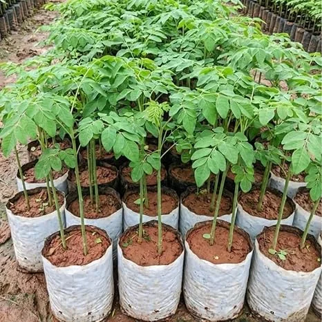 Moringa Tree Live Plant – 6+ Inches Tall Seedling – Moringa Oleifera – Outdoor Zone 9-11 - Image 4