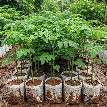 Moringa Tree Live Plant - Drumstick Horseradish Oleifera, 4" Pot, 6-10'' Tall, Outdoor - Image 4