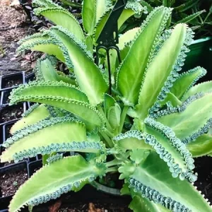 Mother of Thousands Kalanchoe Succulent Live Plant – 2 Inch Pot – Indoor/Outdoor - Image 5
