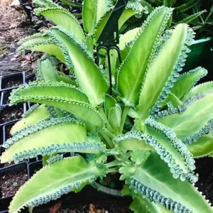 Mother of Thousands Kalanchoe Succulent Live Plant – 2 Inch Pot – Indoor/Outdoor - Image 1