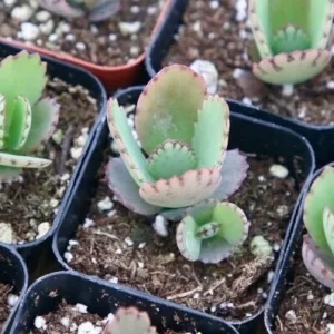 Mother of Thousands Live Plant Kalanchoe Daigremontiana in 2 inch Pot - Image 1