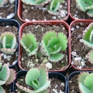 Mother of Thousands Live Plant Kalanchoe Daigremontiana in 2 inch Pot - Image 2