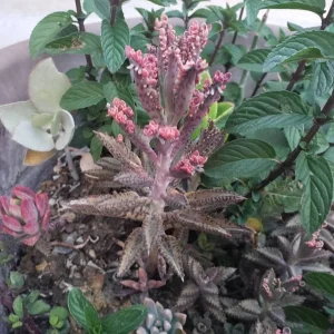 Mother of Thousands Live Plant – Kalanchoe daigremontiana – Pink Butterfly Plant – 1-3 inch cutting/rooted - Image 2