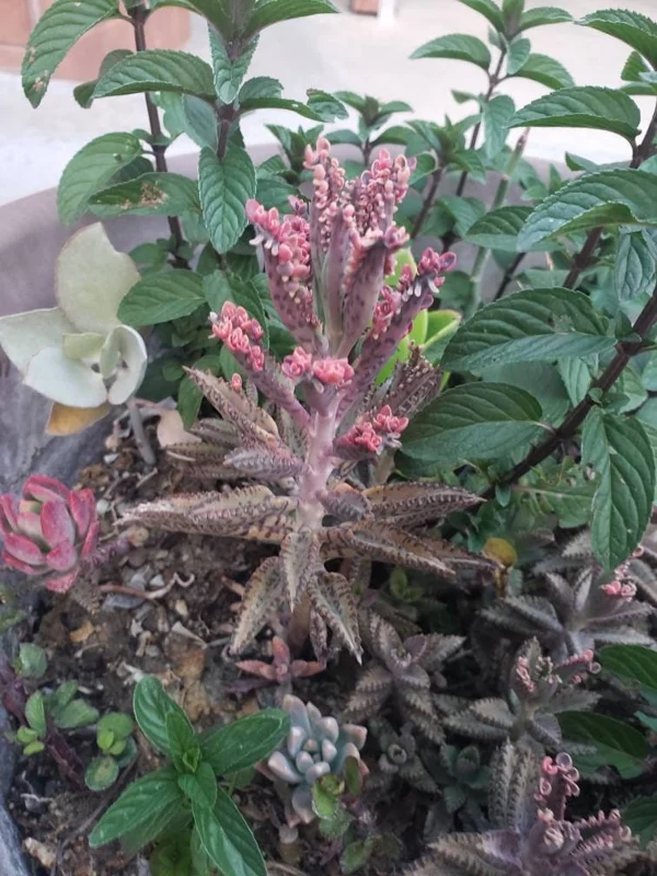 Mother of Thousands Live Plant – Kalanchoe daigremontiana – Pink Butterfly Plant – 1-3 inch cutting/rooted - Image 2