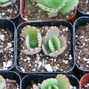 Mother of Thousands Live Plant Kalanchoe Daigremontiana in 2 inch Pot - Image 3