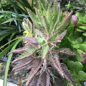 Mother of Thousands Live Plant – Kalanchoe daigremontiana – Pink Butterfly Plant – 1-3 inch cutting/rooted - Image 3