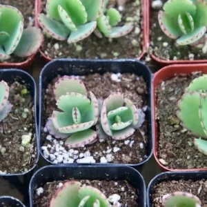 Mother of Thousands Live Plant Kalanchoe Daigremontiana in 2 inch Pot - Image 4
