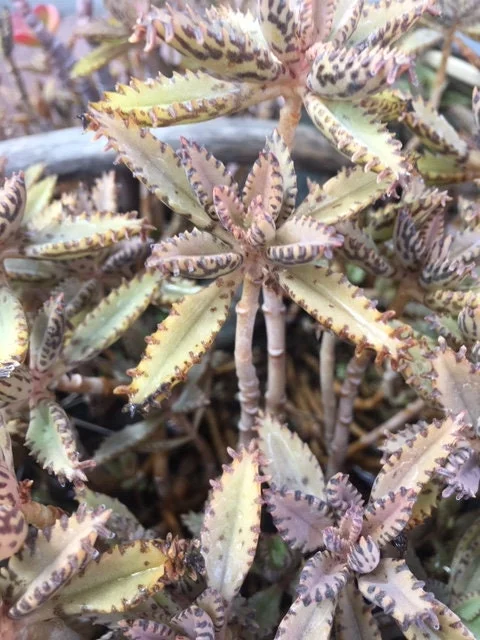 Mother of Thousands Live Plant – Kalanchoe daigremontiana – Pink Butterfly Plant – 1-3 inch cutting/rooted - Image 4