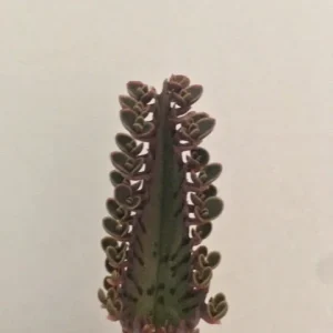 Mother of Thousands Live Plant – Kalanchoe daigremontiana – Pink Butterfly Plant – 1-3 inch cutting/rooted - Image 5