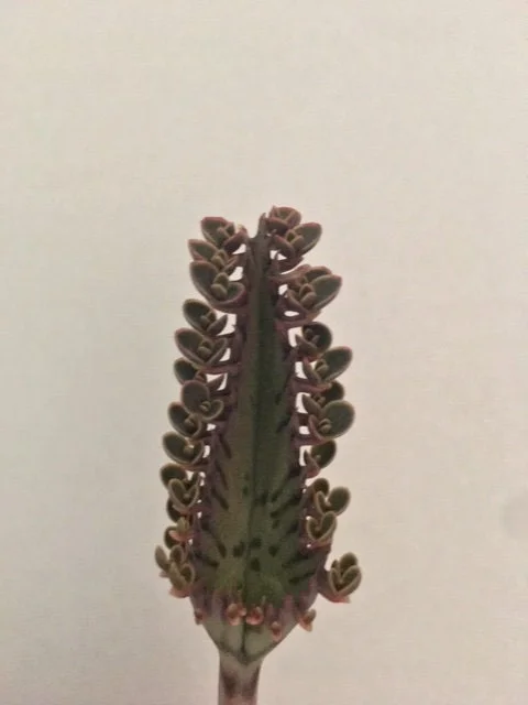 Mother of Thousands Live Plant – Kalanchoe daigremontiana – Pink Butterfly Plant – 1-3 inch cutting/rooted - Image 5