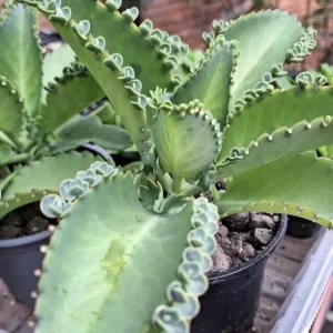 Mother of Thousands Live Plant - Kalanchoe Succulent 3-6 Inch Tall in 2