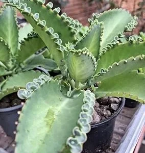Mother of Thousands Live Plant - Kalanchoe Succulent 3-6 Inch Tall in 2