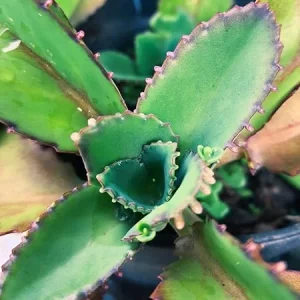 Mothers of Thousands Kalanchoe Live Plant – 3-5 Inch Tall Starter Succulent - Image 4