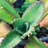Mothers of Thousands Kalanchoe Live Plant – 3-5 Inch Tall Starter Succulent - Image 1