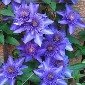 Multi Blue Clematis Vine Live Plant, 2.5 Inch Pot, Perennial Climbing Vine for Outdoor Garden - Image 4