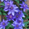 Multi Blue Clematis Vine Live Plant, 2.5 Inch Pot, Perennial Climbing Vine for Outdoor Garden - Image 1
