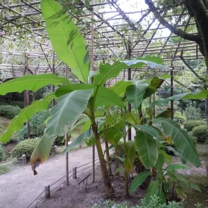 Musa Basjoo Banana Tree - Cold Hardy Live Plant - Potted, 6 inches Tall - Image 1