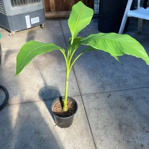 Musa Basjoo Banana Tree Live Plant – 1 Gallon – Cold Hardy to 10°F – Indoor/Outdoor - Image 10