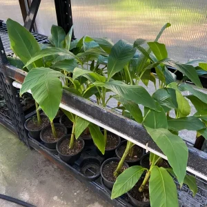 Musa Basjoo Banana Tree Live Plant – 1 Gallon – Cold Hardy to 10°F – Indoor/Outdoor - Image 11