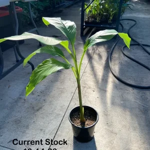 Musa Basjoo Banana Tree Live Plant – 1 Gallon – Cold Hardy to 10°F – Indoor/Outdoor - Image 2