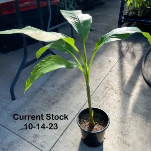 Musa Basjoo Banana Tree Live Plant – 1 Gallon – Cold Hardy to 10°F – Indoor/Outdoor - Image 3