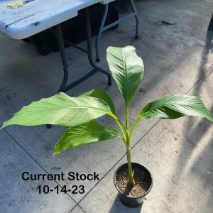Musa Basjoo Banana Tree Live Plant – 1 Gallon – Cold Hardy to 10°F – Indoor/Outdoor - Image 4