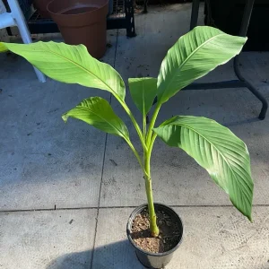Musa Basjoo Banana Tree Live Plant – 1 Gallon – Cold Hardy to 10°F – Indoor/Outdoor - Image 5