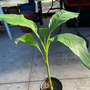 Musa Basjoo Banana Tree Live Plant – 1 Gallon – Cold Hardy to 10°F – Indoor/Outdoor - Image 6