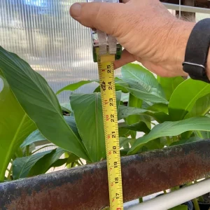 Musa Basjoo Banana Tree Live Plant – 1 Gallon – Cold Hardy to 10°F – Indoor/Outdoor - Image 8