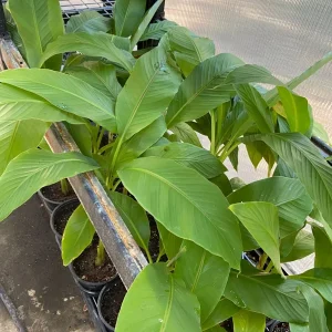 Musa Basjoo Banana Tree Live Plant – 1 Gallon – Cold Hardy to 10°F – Indoor/Outdoor - Image 9