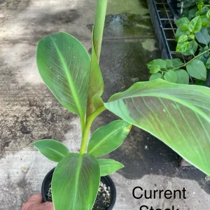 Musa 'Siam Ruby' Live Banana Plant - 1 Gallon Tropical Tree, 18-24 Inches Tall, Outdoor - Image 2