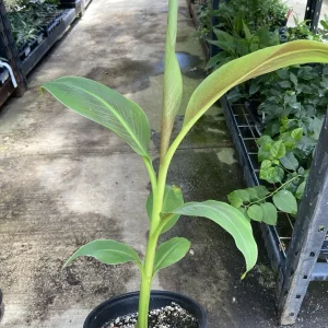 Musa 'Siam Ruby' Live Banana Plant - 1 Gallon Tropical Tree, 18-24 Inches Tall, Outdoor - Image 5