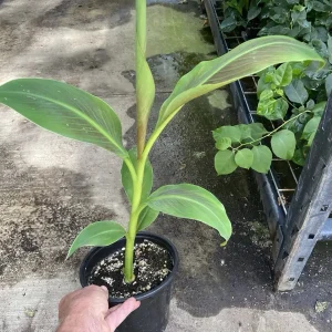 Musa 'Siam Ruby' Live Banana Plant - 1 Gallon Tropical Tree, 18-24 Inches Tall, Outdoor - Image 6