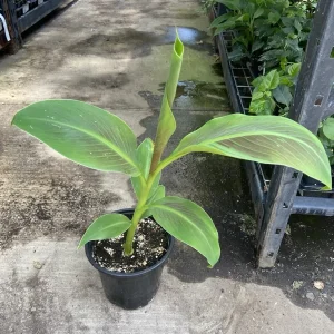 Musa 'Siam Ruby' Live Banana Plant - 1 Gallon Tropical Tree, 18-24 Inches Tall, Outdoor - Image 7