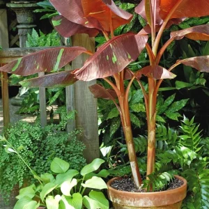 Musa 'Siam Ruby' Live Banana Plant - 1 Gallon Tropical Tree, 18-24 Inches Tall, Outdoor - Image 9