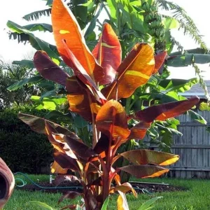 Musa 'Siam Ruby' Live Banana Plant - 1 Gallon Tropical Tree, 18-24 Inches Tall, Outdoor - Image 1