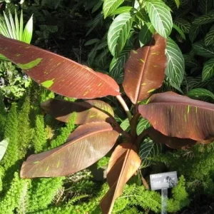 Musa Siam Ruby Live Banana Plant - Red Foliage Tropical Tree - 4-6 inches Tall - Image 2