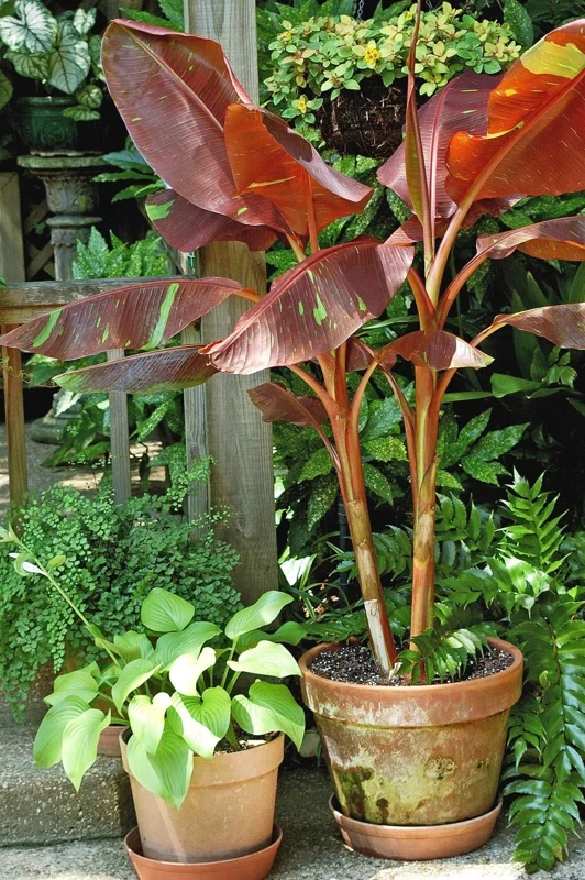 Musa Siam Ruby Live Banana Plant - Red Foliage Tropical Tree - 4-6 inches Tall - Image 3