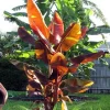 Musa Siam Ruby Live Banana Plant - Red Foliage Tropical Tree - 4-6 inches Tall - Image 1