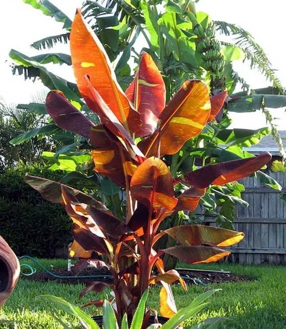 Musa Siam Ruby Live Banana Plant - Red Foliage Tropical Tree - 4-6 inches Tall - Image 1