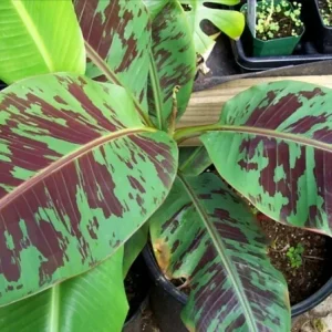 Musa 'Zebrina' Live Banana Plant - Tropical Houseplant - 6 in Tall - Image 1