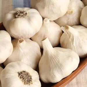 Music Garlic Bulbs for Planting – Hardneck Garlic – 4 Count – Outdoor Gardening - Image 7