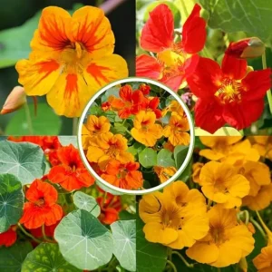 Nasturtium Live Plants, 4-6 Inches Tall, 2 Pack, Trailing Flowers, Outdoor - Image 4