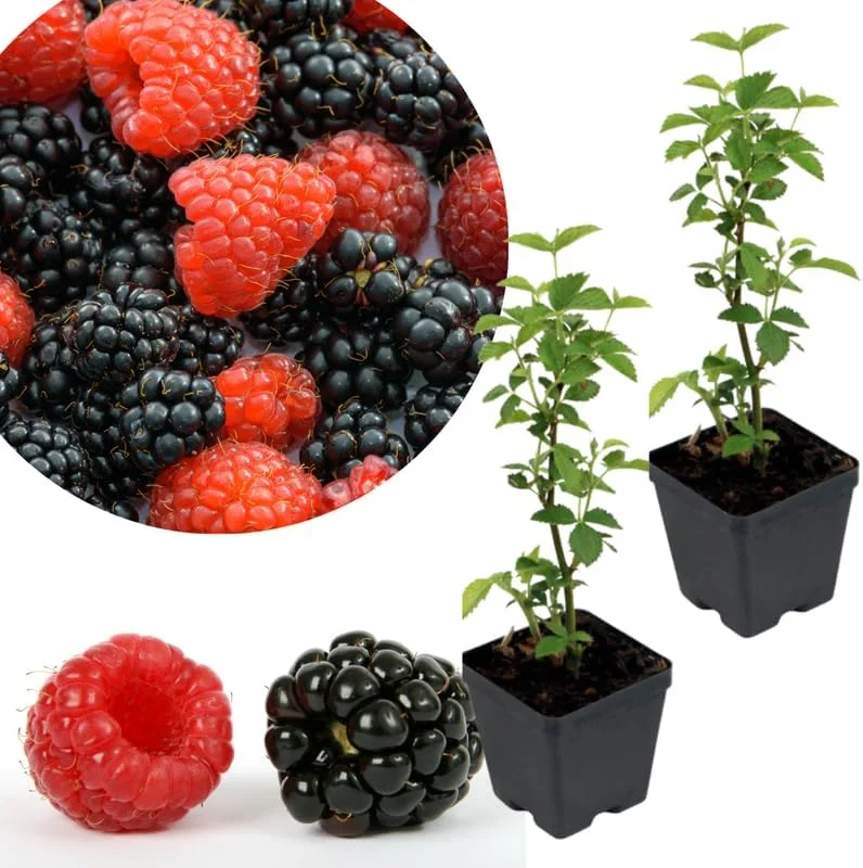 Navaho Thornless Blackberry Live Plants, 2-Pack, 4-6" Tall, Cold Hardy - Image 10