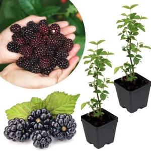 Navaho Thornless Blackberry Live Plants, 2-Pack, 4-6