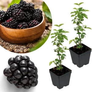 Navaho Thornless Blackberry Live Plants, 2-Pack, 4-6