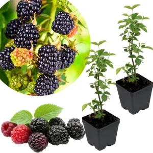 Navaho Thornless Blackberry Live Plants, 2-Pack, 4-6