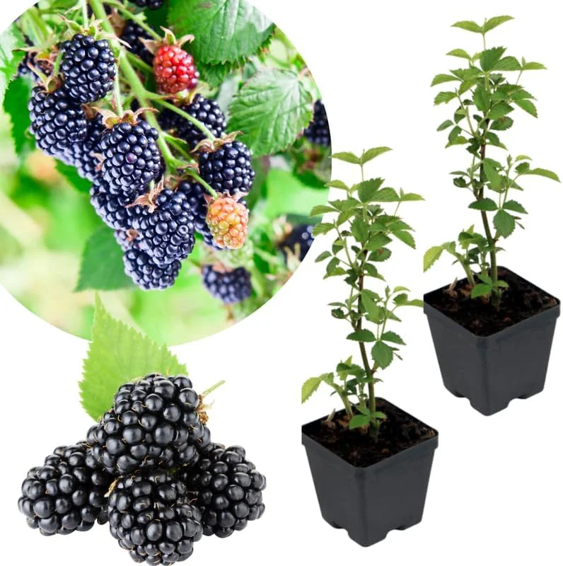 Navaho Thornless Blackberry Live Plants, 2-Pack, 4-6" Tall, Cold Hardy - Image 7