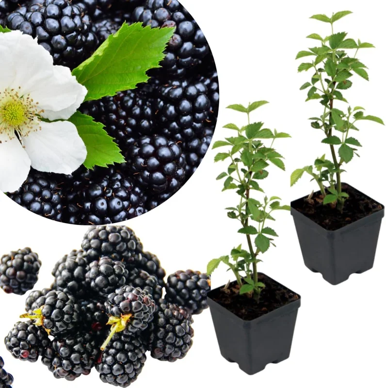 Navaho Thornless Blackberry Live Plants, 2-Pack, 4-6" Tall, Cold Hardy - Image 8